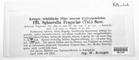Ramularia grevilleana image